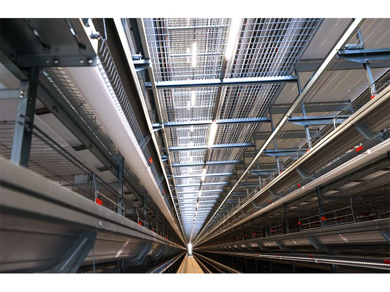 111万只鸡被扑杀！日本禽流感带给兰科博弈RankBet启迪