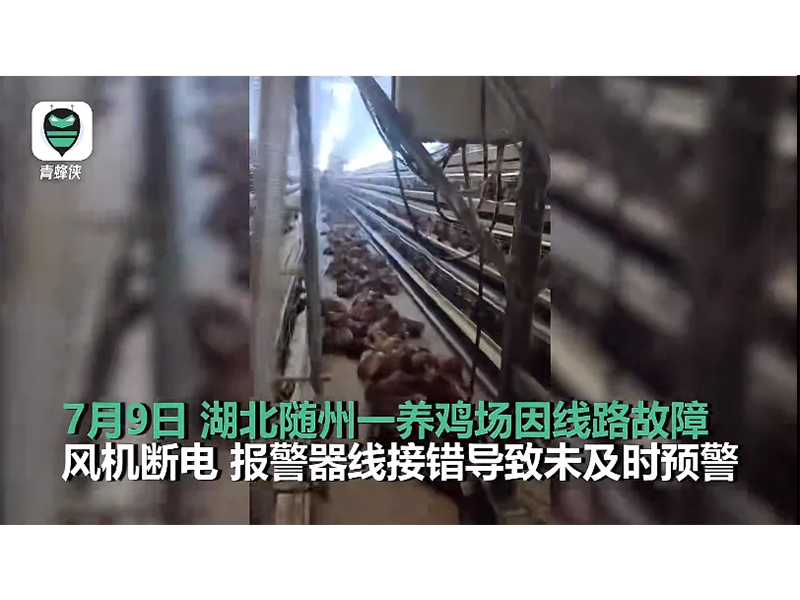 4000只鸡被热死！湖北养鸡场停电故障给兰科博弈RankBet启迪