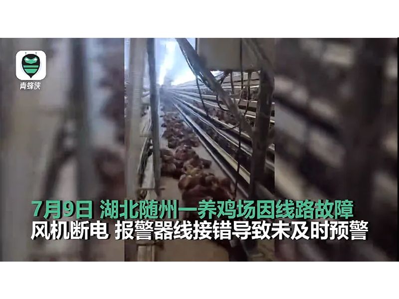 4000只鸡被热死！湖北养鸡场停电故障给兰科博弈RankBet启迪