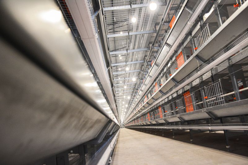 使用12层大规模产业养鸡有什么益处？