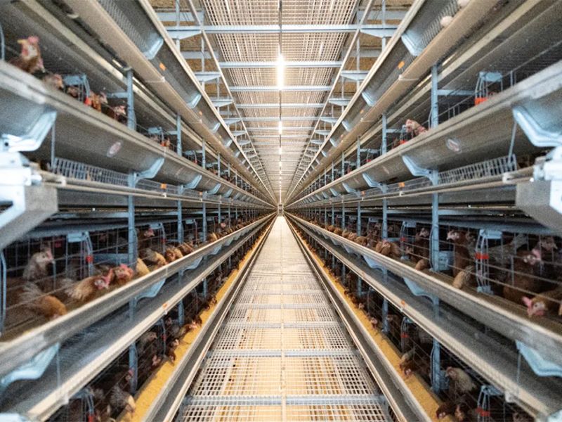 秋季养鸡，若何做好鸡舍的透风治理工作？
